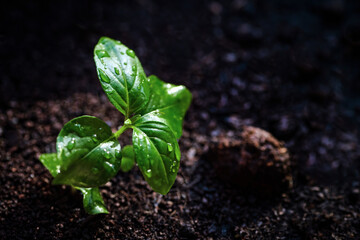 many seedlings growing up slowly from the agricultural field in morning sunshine with some of them bigger than others
