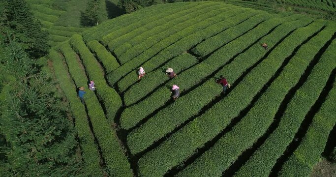 aerial top view of asian farmer working in the tea field woman picking tea leaf at spring day