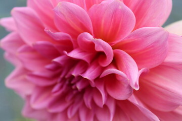top side angle of a pink dahlia