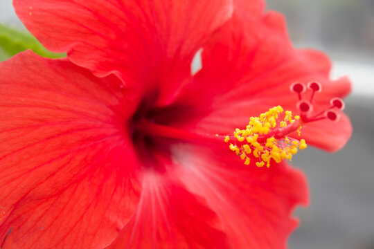 Red Hawaiian Hibiscus