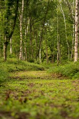 八ヶ岳キャンプ