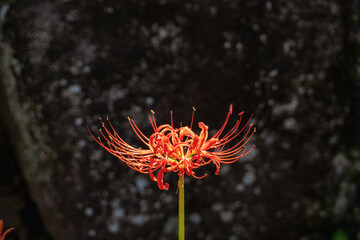 赤い彼岸花、白い彼岸花、秋の草花