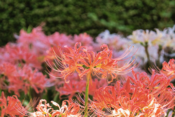 赤い彼岸花、白い彼岸花、秋の草花