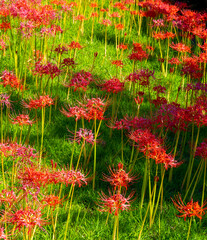 赤い彼岸花、白い彼岸花、秋の草花