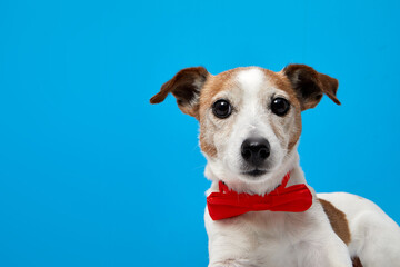 Adorable purebred Jack Russell Terrier puppy with bright red bow tie collar looking at camera against blue background with blank space