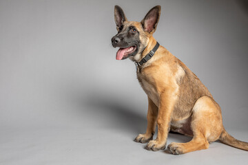 Belgian Shepherd puppy four months