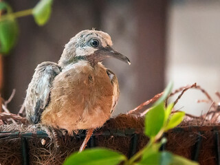 baby pigeon bird in a nest