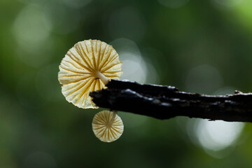 Beautiful Mushroom From Borneo Forest