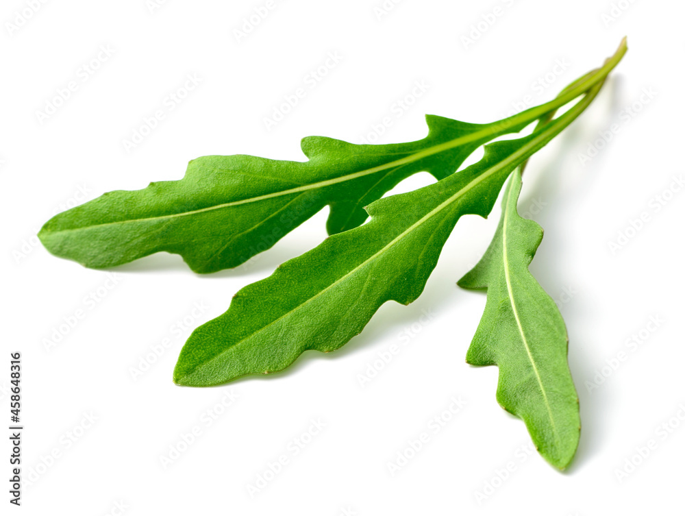 Wall mural fresh arugula leaves isolated on white background