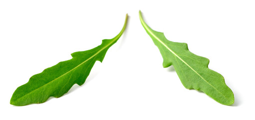 fresh arugula leaves isolated on white background