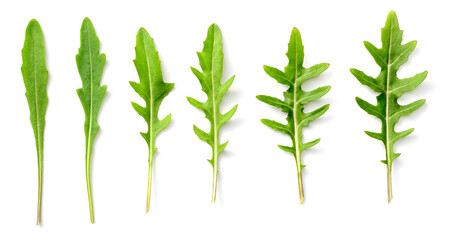 fresh arugula leaves isolated on white background, top view