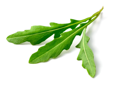 fresh arugula leaves isolated on white background