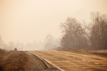 Smoke from forest fires enveloped the road.