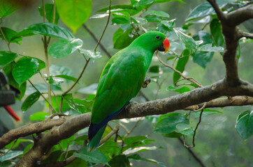 Green parrot