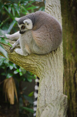 Lemur