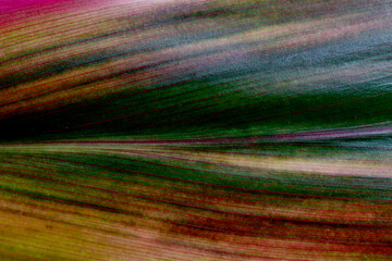 Texture of green leave abstract for background