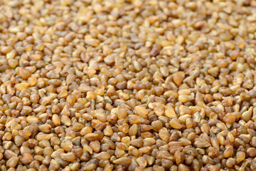 food background of raw bitter buckwheat