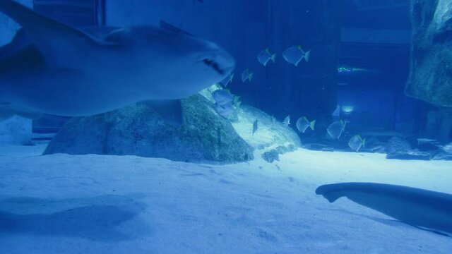 SandTiger Shark, Carcharias taurus swimming in an aquarium in 4K. Beautiful ocean fishes swimming in transparent waters.