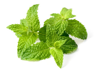 fresh curled mint isolated on the white background