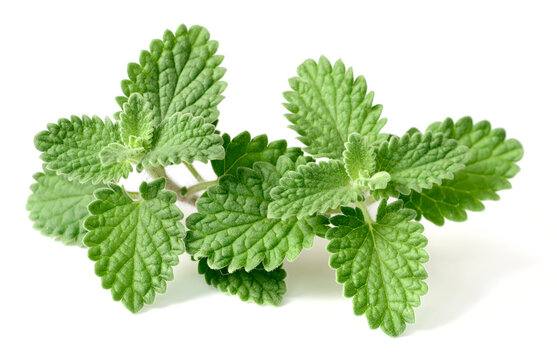 fresh catmint isolated on the white background