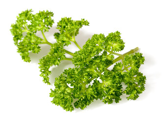 Fototapeta premium curly parsley isolated on the white background