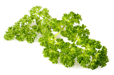 curly-leaf parsley isolated on the white background