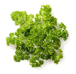 Obraz premium curly parsley isolated on the white background, top view