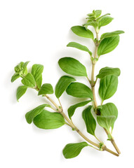 fresh marjoram herb isolated on the white background, side view