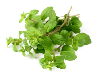 fresh marjoram herb isolated on the white background