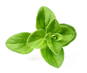 fresh marjoram herb isolated on the white background