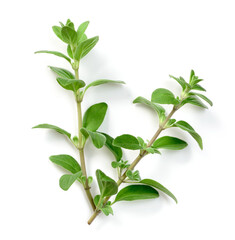 fresh marjoram herb isolated on the white background, side view