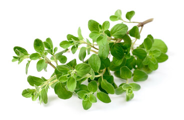 fresh sweet marjoram herb isolated on the white background
