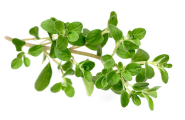 fresh sweet marjoram herb isolated on the white background
