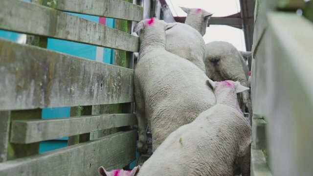 Sheep pushing through narrow ramp onto back of truck, livestock transport