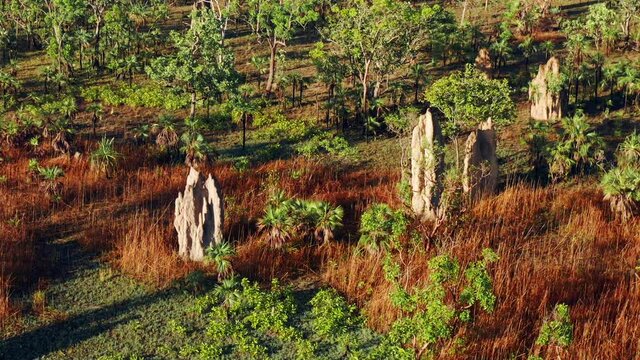 Towering Century-Old Termite Mounds At Litchfield National Park, Northern Territory, Australia. - Zoom In