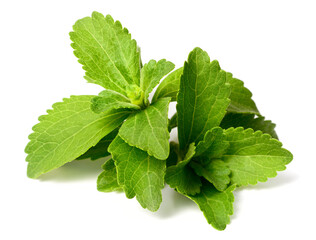 close up of fresh stevia isolated on the white background