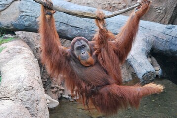 Naklejka premium orangutan hanging from a branch 