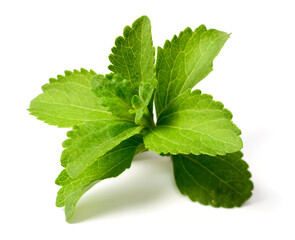 close up of fresh stevia isolated on the white background