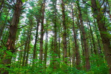 Fototapeta na wymiar Tall Pine Trees In An Illinois Forest
