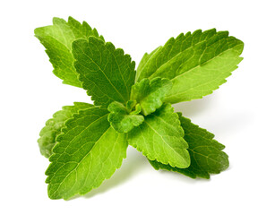close up of fresh stevia isolated on the white background