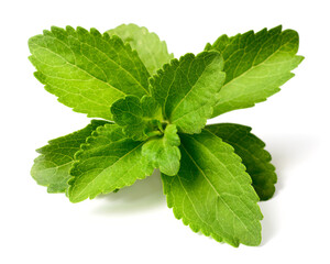 close up of fresh stevia isolated on the white background