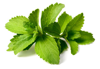 close up of fresh stevia isolated on the white background