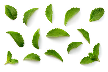 fresh stevia leaves isolated on white background, top view - obrazy, fototapety, plakaty