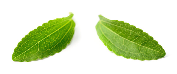fresh stevia leaves isolated on white background