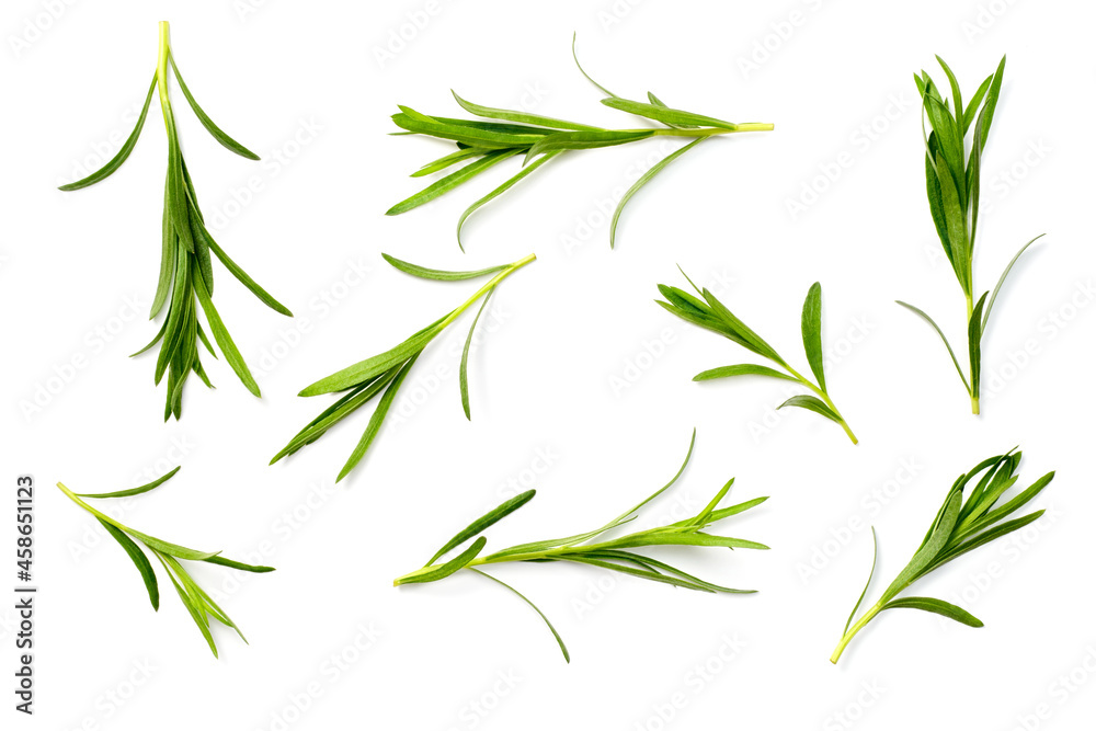 Sticker fresh tarragon herb isolated on the white background, top view