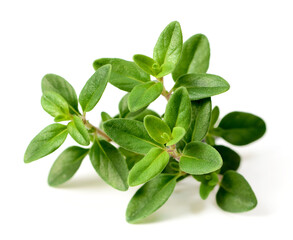 fresh thyme herb isolated on the white background