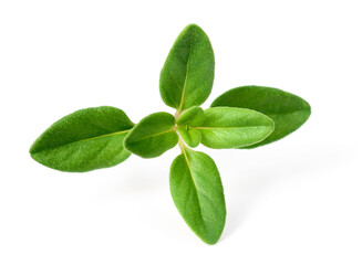 fresh thyme herb isolated on the white background