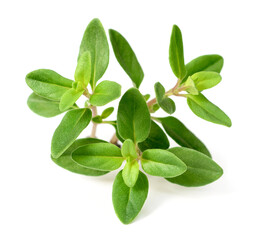 fresh thyme herb isolated on the white background