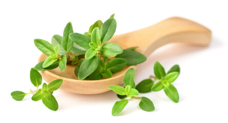 fresh thyme herb in the wooden spoon, isolated on the white background