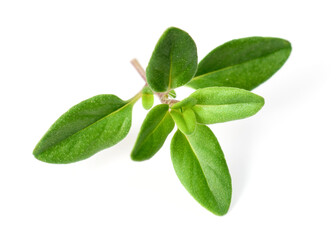 fresh thyme herb isolated on the white background